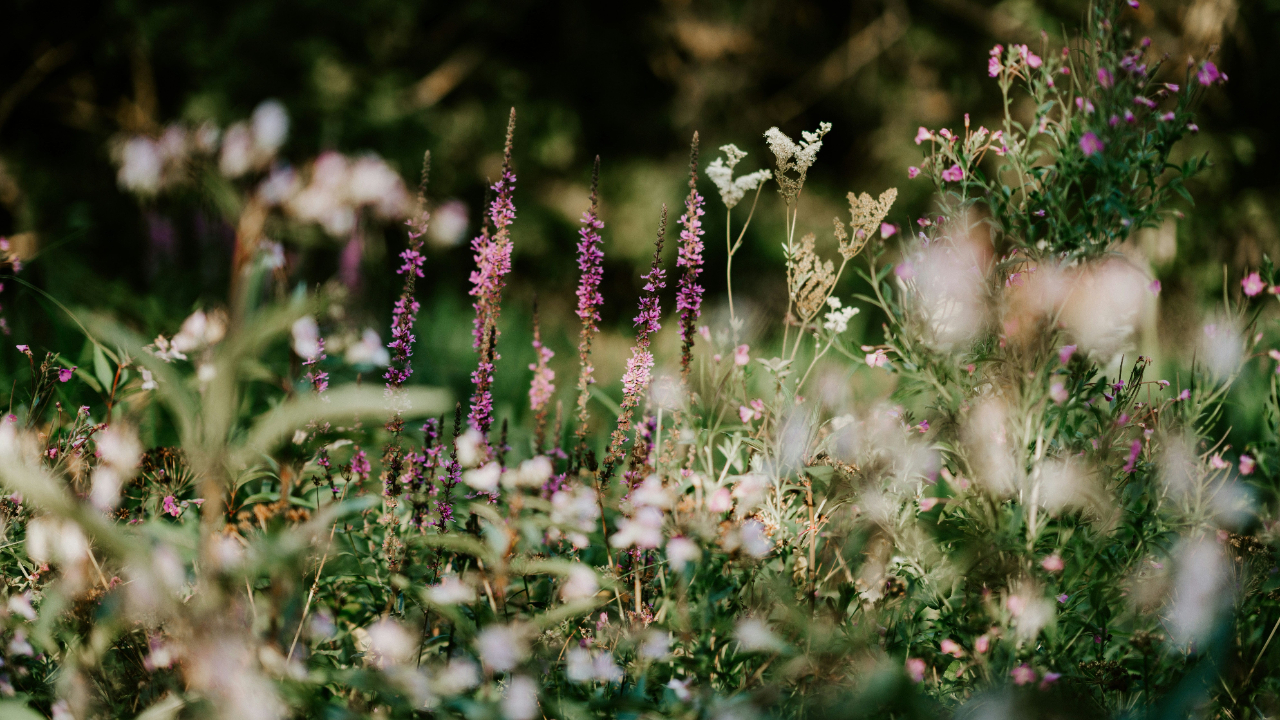Photo by <a href="https://unsplash.com/@anniespratt?utm_source=unsplash&utm_medium=referral&utm_content=creditCopyText">Annie Spratt</a> on <a href="https://unsplash.com/photos/shallow-focus-photography-of-white-flowers-4IqTki_q8KI?utm_source=unsplash&utm_medium=referral&utm_content=creditCopyText">Unsplash</a>       