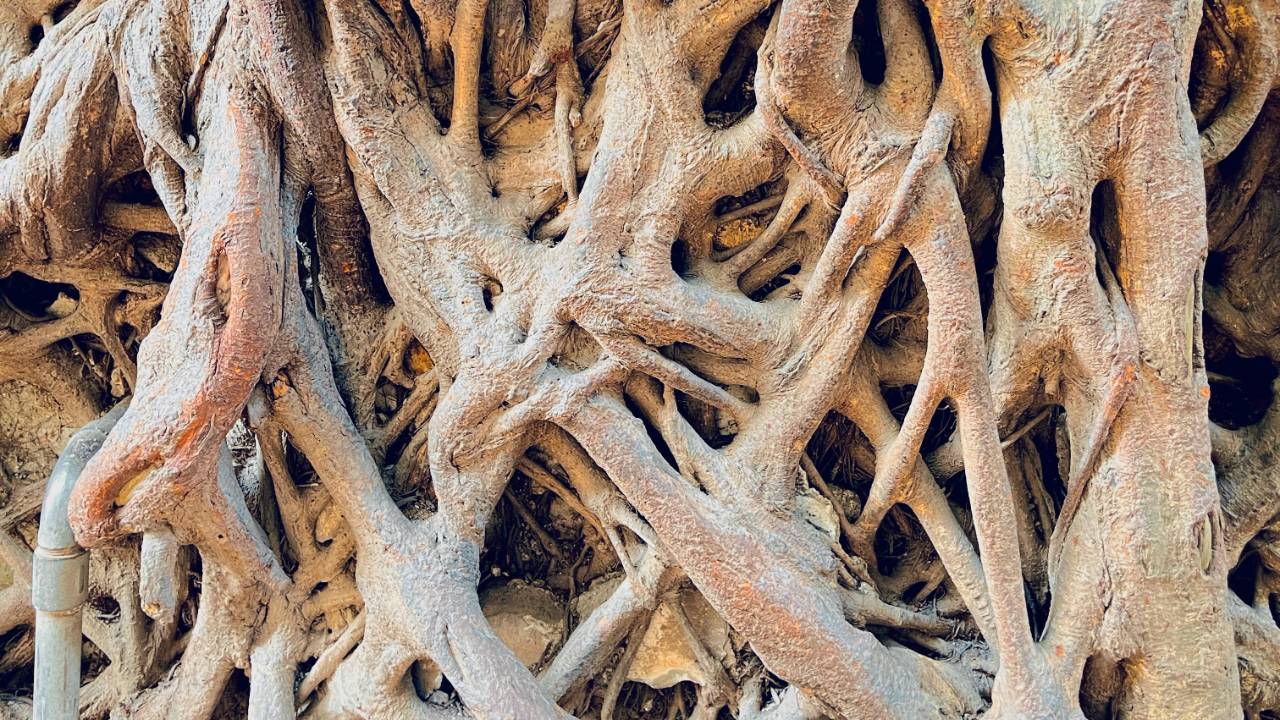 Photo by <a href="https://unsplash.com/@thifafi?utm_source=unsplash&utm_medium=referral&utm_content=creditCopyText">fathia✨</a> on <a href="https://unsplash.com/photos/a-close-up-view-of-a-tree-trunk-xv3UpbypPfA?utm_source=unsplash&utm_medium=referral&utm_content=creditCopyText">Unsplash</a>