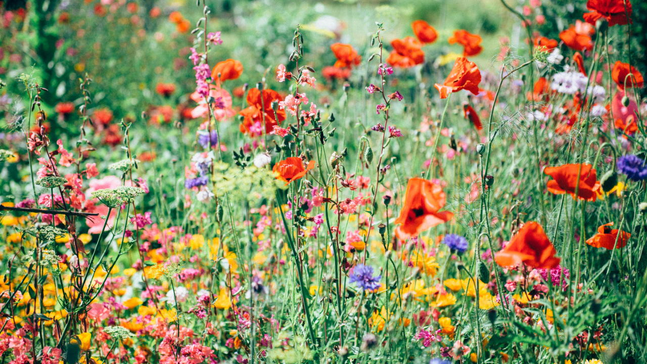 Photo by <a href="https://unsplash.com/@natureuninterrupted1?utm_source=unsplash&utm_medium=referral&utm_content=creditCopyText">Nature Uninterrupted Photography</a> on <a href="https://unsplash.com/photos/red-pink-and-yellow-flowering-plants-v-3NQ3pmWkY?utm_source=unsplash&utm_medium=referral&utm_content=creditCopyText">Unsplash</a>       