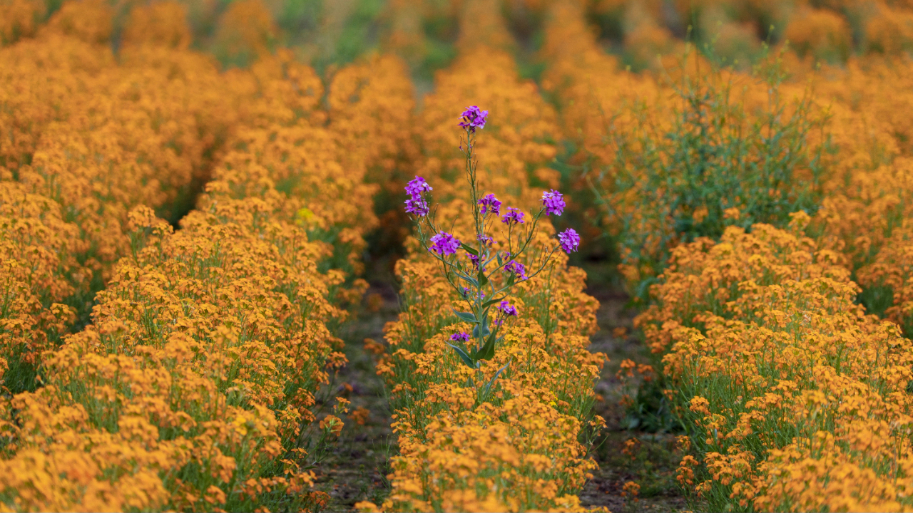 Photo by <a href="https://unsplash.com/@dmey503?utm_source=unsplash&utm_medium=referral&utm_content=creditCopyText">Dan Meyers</a> on <a href="https://unsplash.com/photos/purple-petaled-flower-9FrtwO5i3Gc?utm_source=unsplash&utm_medium=referral&utm_content=creditCopyText">Unsplash</a>