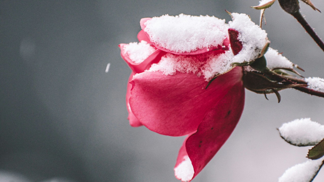 Photo by <a href="https://unsplash.com/@miekelauren?utm_source=unsplash&utm_medium=referral&utm_content=creditCopyText">Mieke Campbell</a> on <a href="https://unsplash.com/photos/a-close-up-of-a-flower-h6gwNVngHcI?utm_source=unsplash&utm_medium=referral&utm_content=creditCopyText">Unsplash</a>       