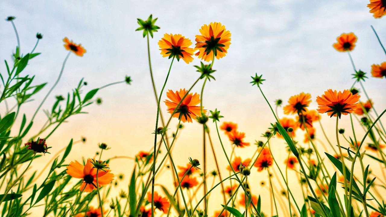 Photo by <a href="https://unsplash.com/@leeqin?utm_source=unsplash&utm_medium=referral&utm_content=creditCopyText">Lee 琴</a> on <a href="https://unsplash.com/photos/worms-eye-view-of-petaled-flowers-DK7msqOZ9fI?utm_source=unsplash&utm_medium=referral&utm_content=creditCopyText">Unsplash</a>