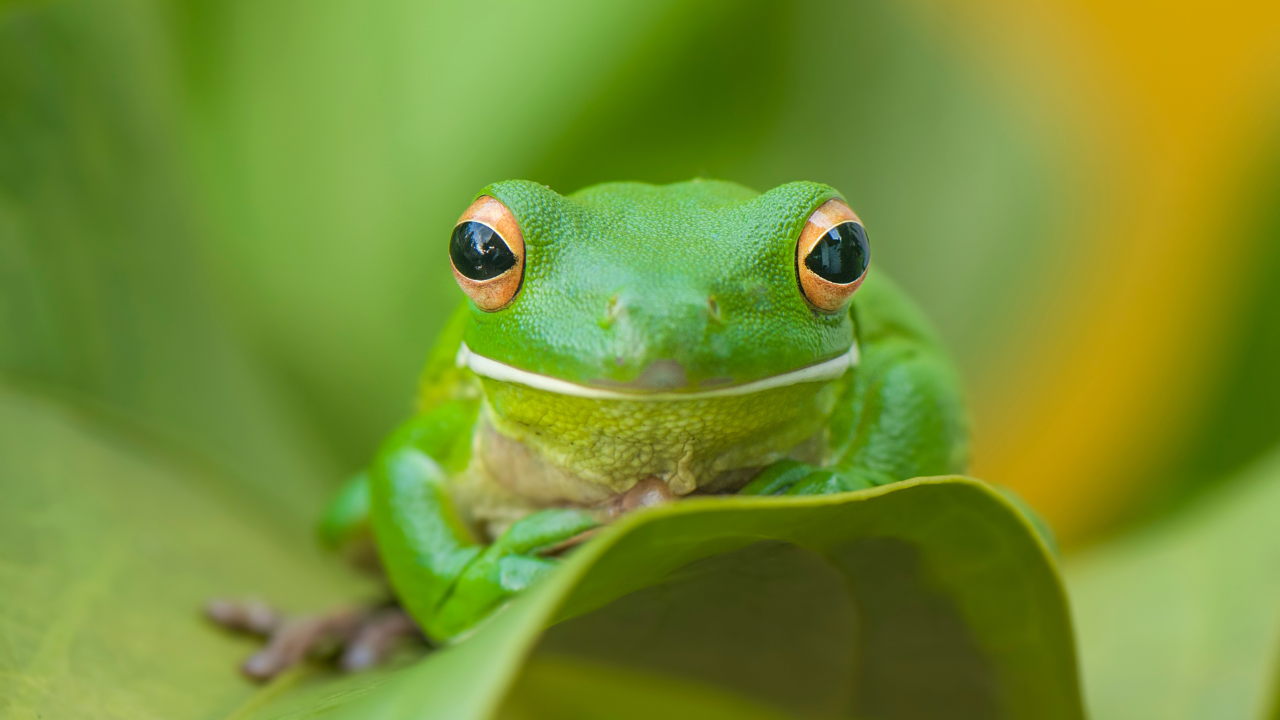 frog on leaf