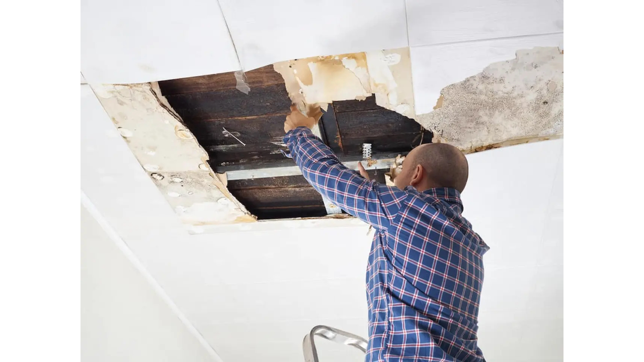 How to Get Mold Certified in Florida Fast & Legally