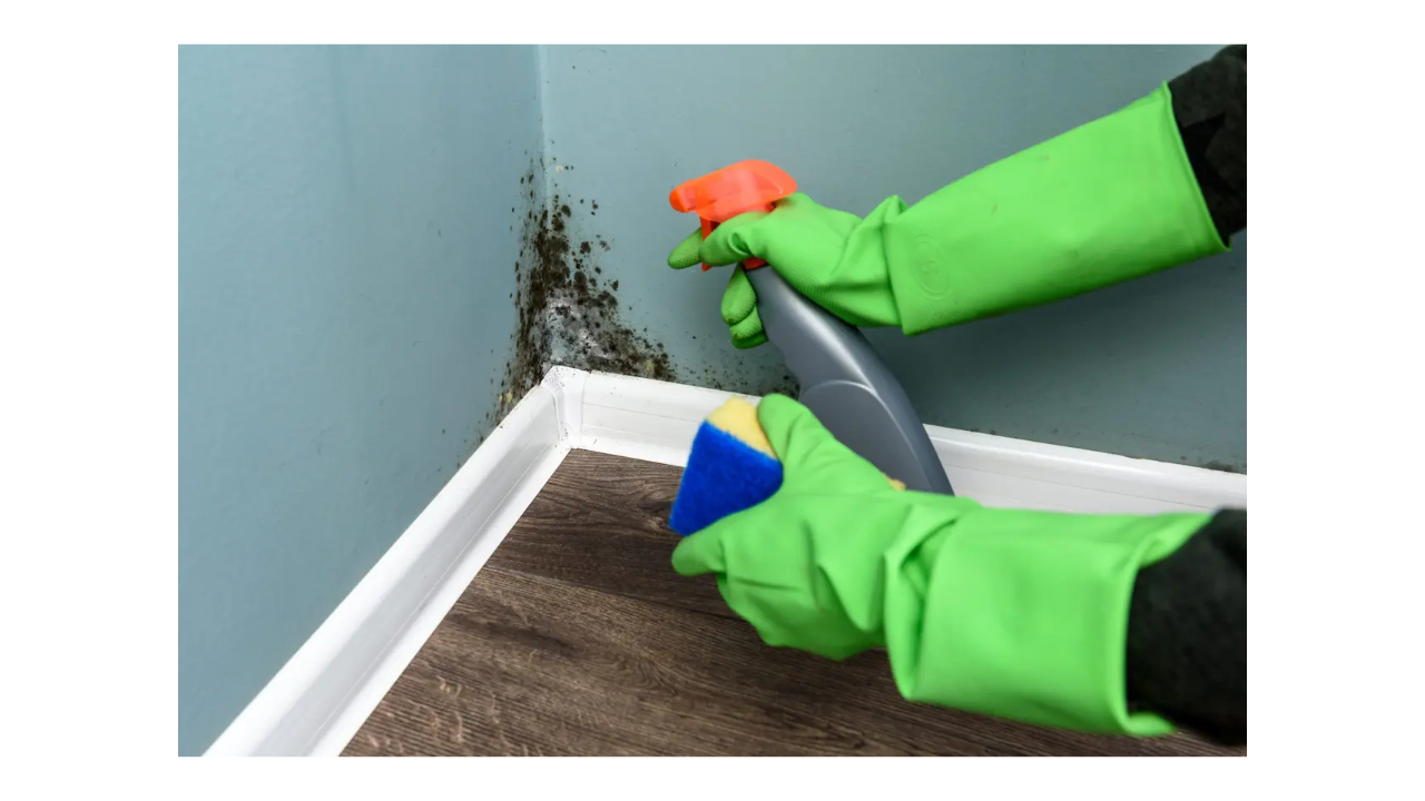 Expired Mold License Florida: Reinstatement Steps