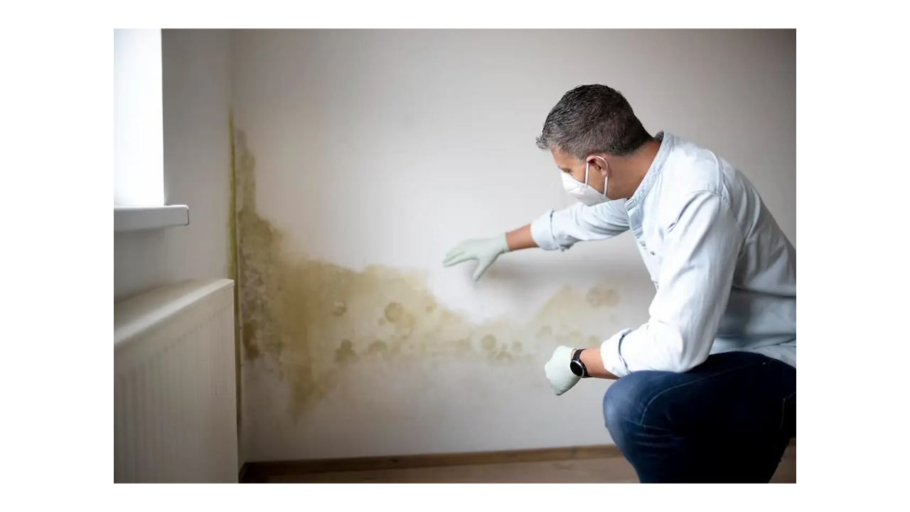 DBPR-Compliant Mold 