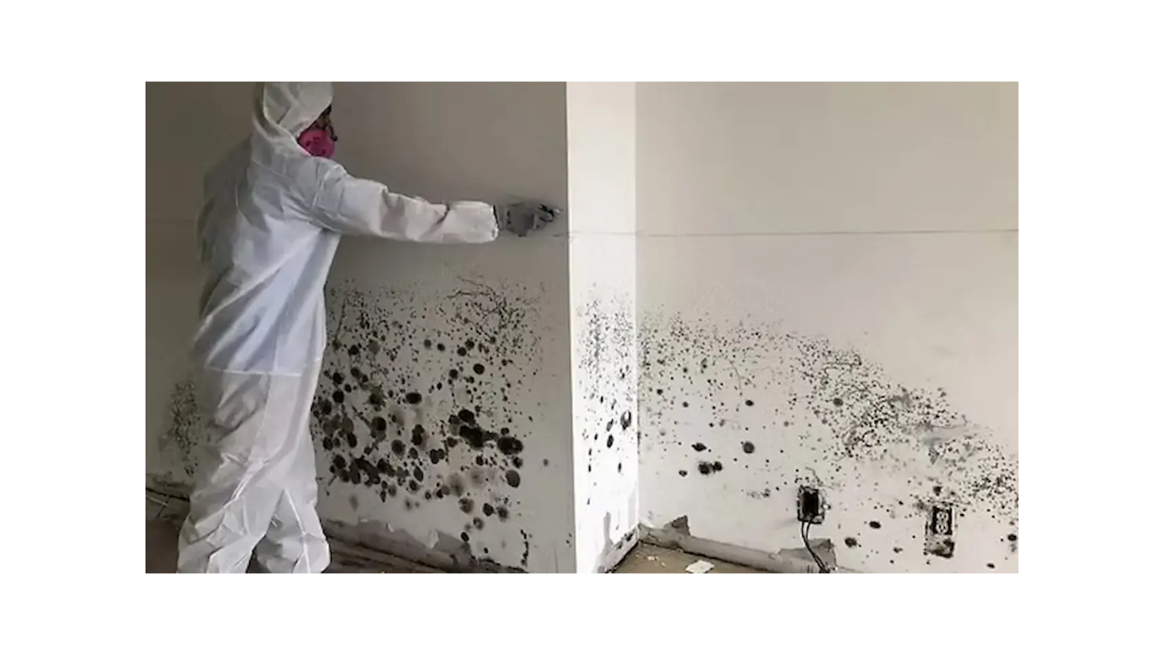 Mold Remediation Certification vs. License in Florida