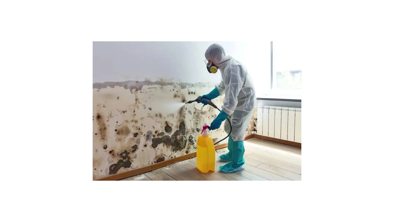 Mold Remediation Equipment List & Startup Cost