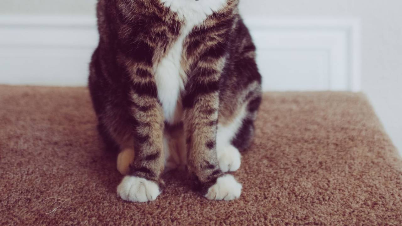 How to Get Mold Out of Carpet