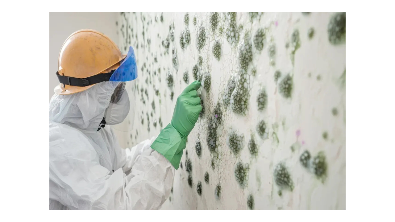 Mold Inspector and a Mold Remediator