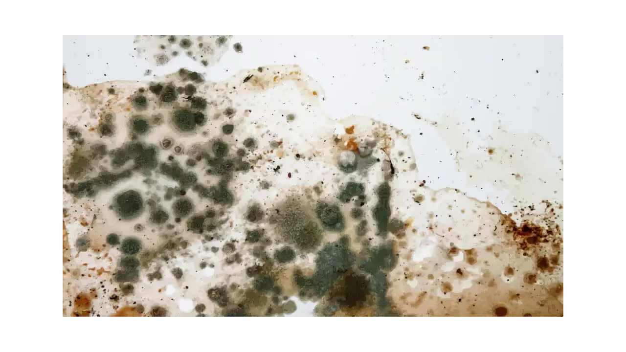 How to Remove Mold and Mildew Smell From Your Car