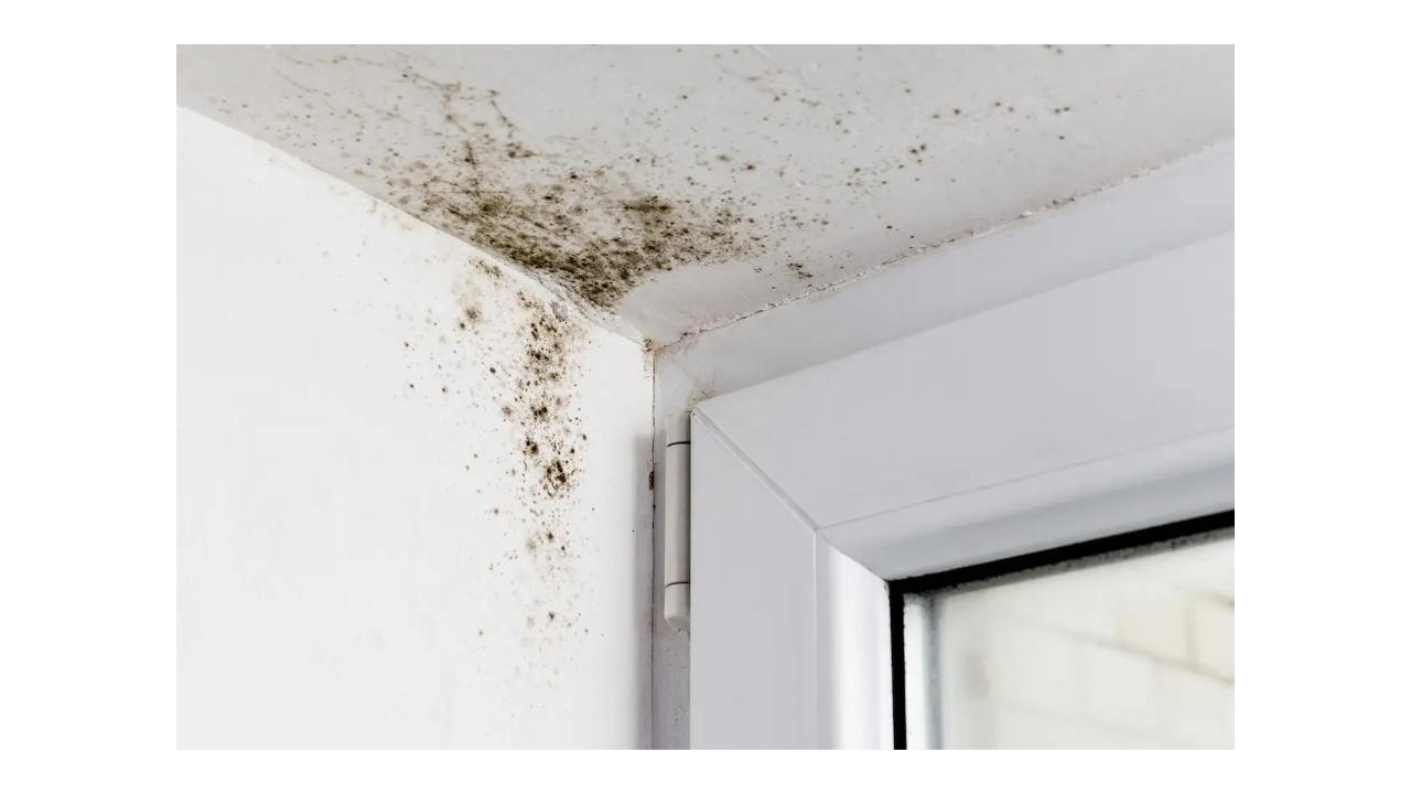 Mold Exposure Symptoms: Complete Warning Signs Guide