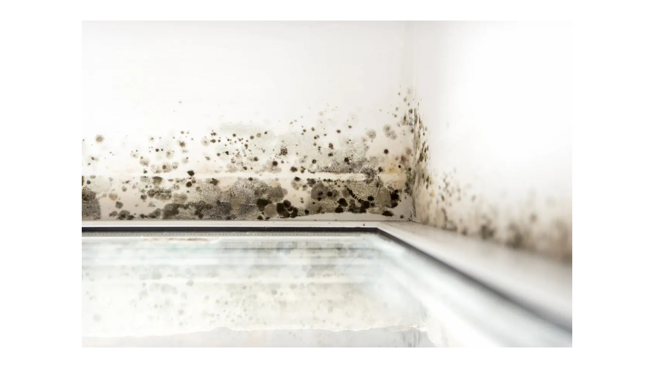 How Much Does Mold Certification Cost?