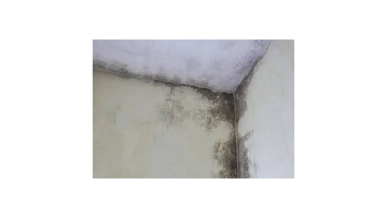 Mold Inspection Cost in Florida: What to Charge