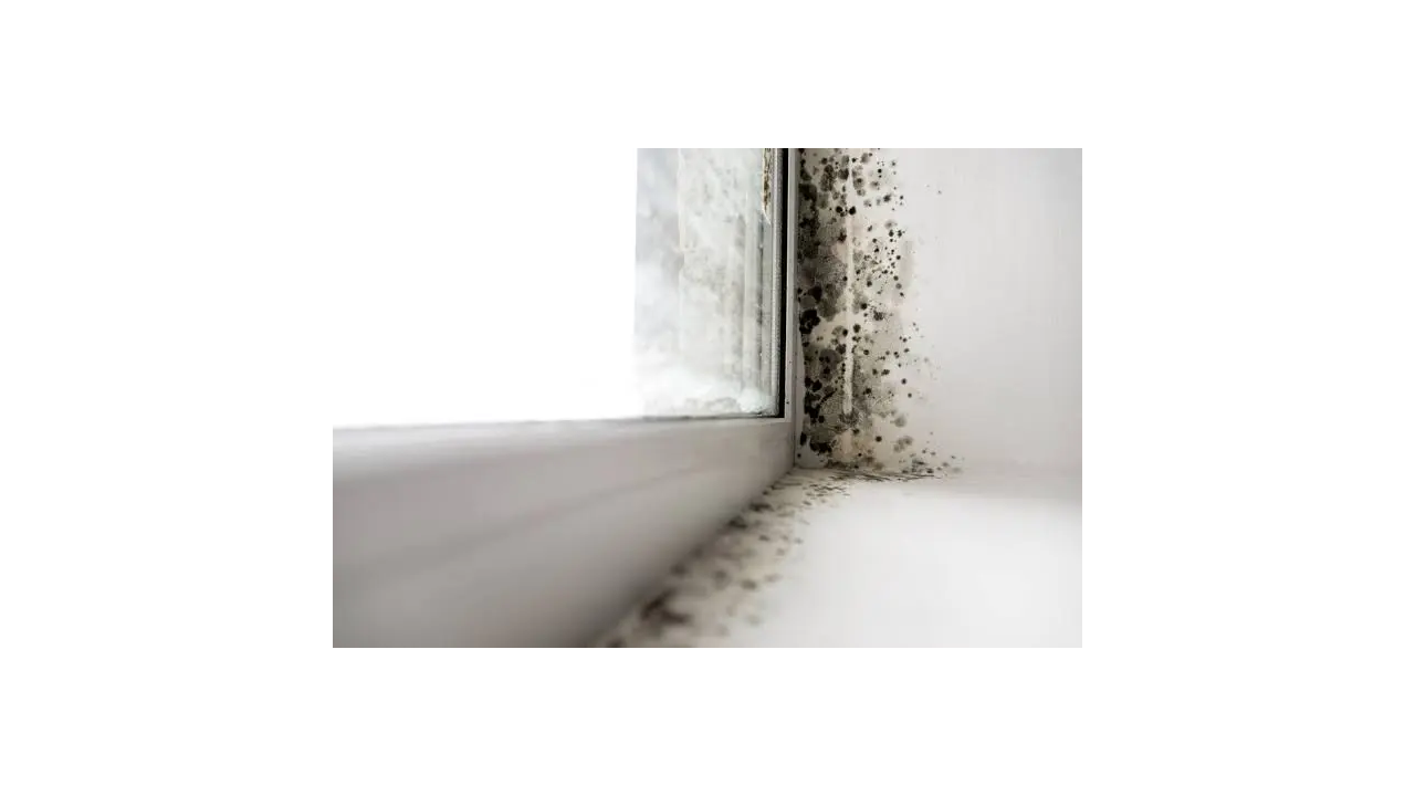  Mold Assessors Need Insurance