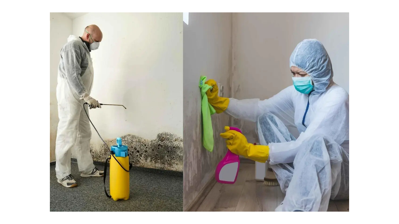 Start a Mold Remediation Business