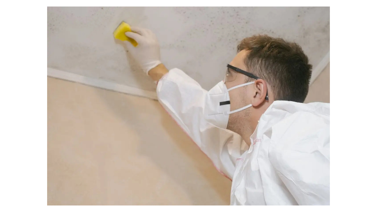 Do Mold Remediation Companies Need to Be Licensed in Florida?