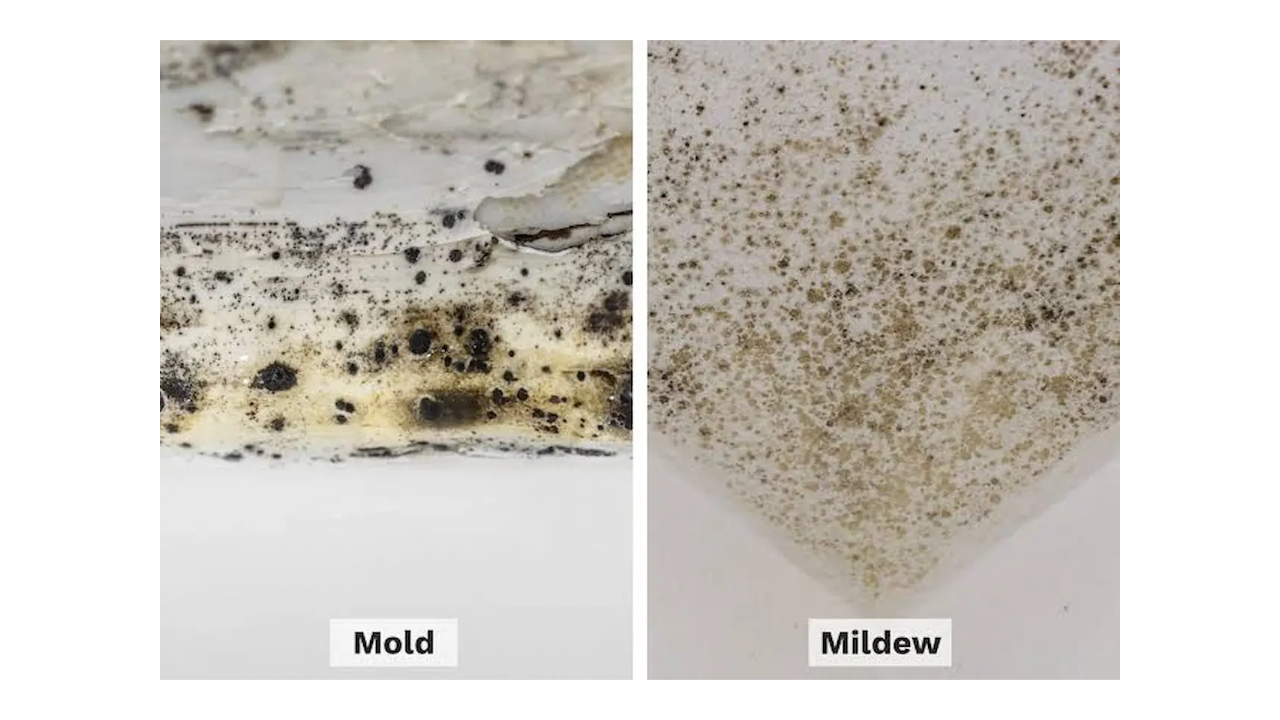Mold vs Mildew: What's the Difference? | NIAQI