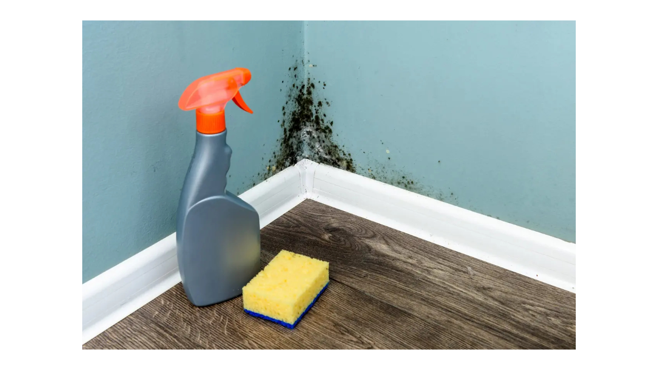 How to Become Mold Remediation Certified in Florida