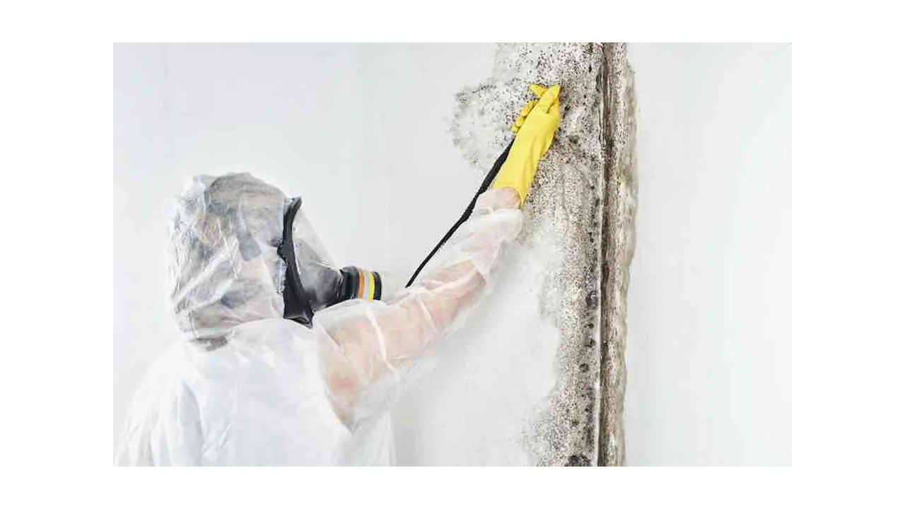 How to Become a Mold Remediation Specialist in FL