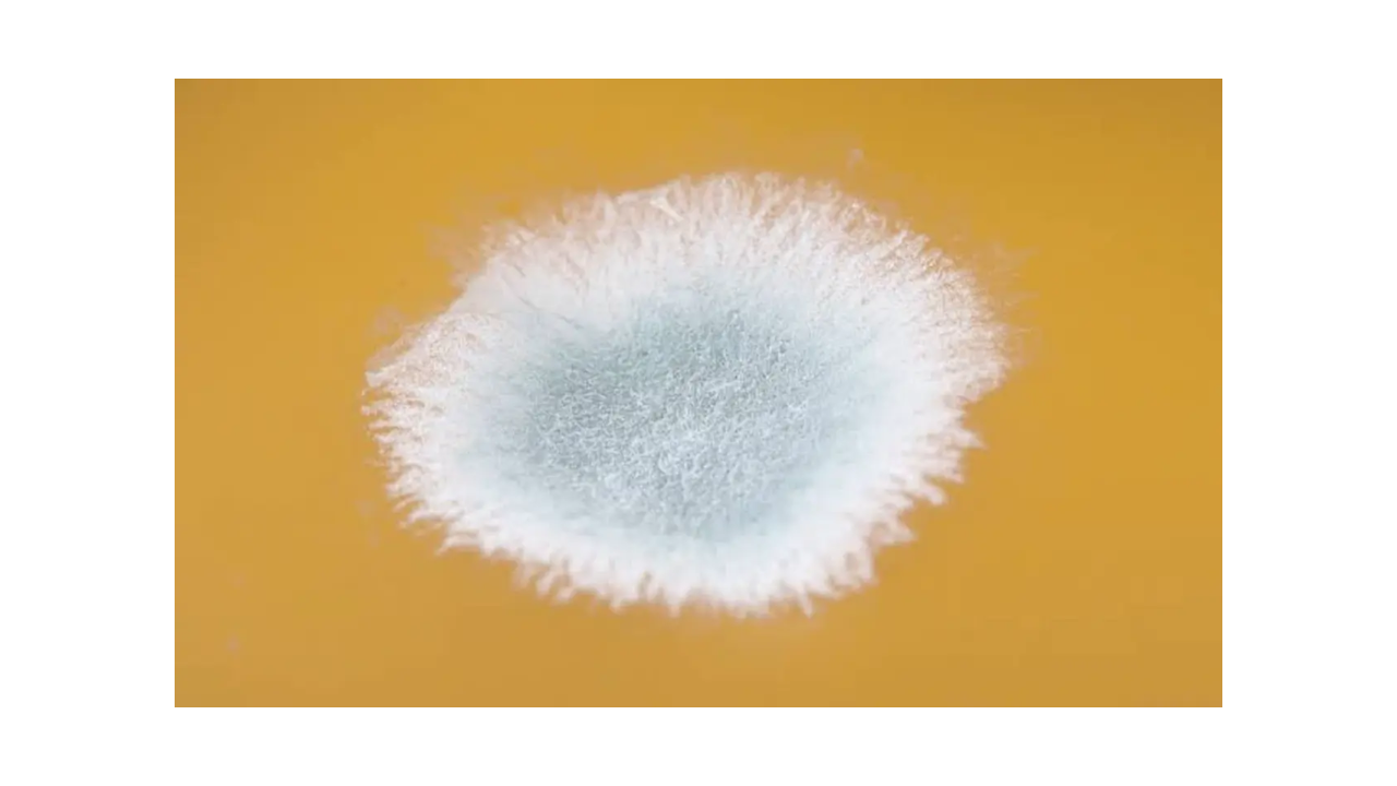 White Fuzzy Mold vs Fluffy Mold: Which Is Dangerous?