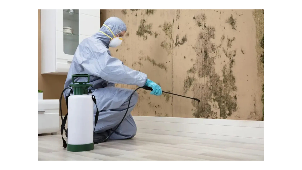 florida mold license requirements