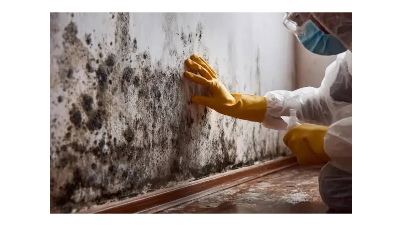 Mold After a Hurricane in Florida: First Steps