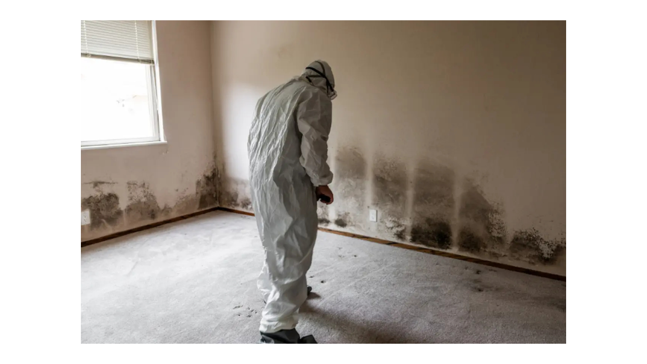 Is Mold Remediation a Profitable Business? Complete Guide for 2025