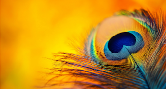 La plume de paon