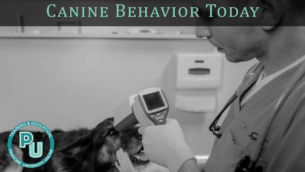 How can I help my dog with a fear of the vet?