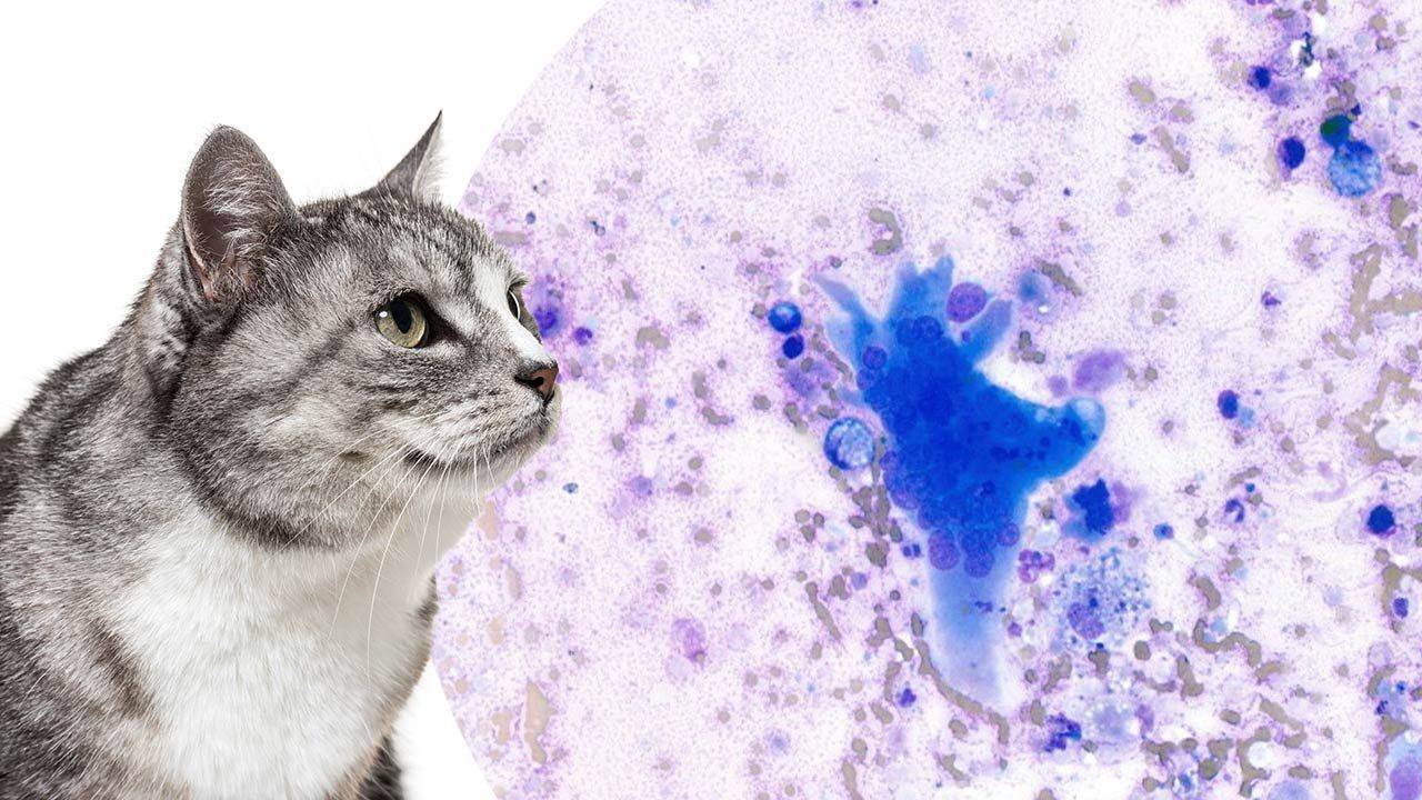 Cat Rabies Sycoma Feline Injection-Site Sarcoma Suspected in 13-Year-Old Cat