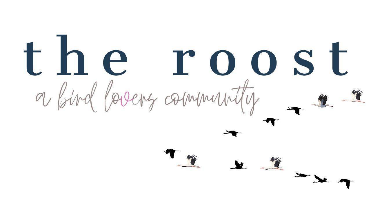 The Roost - 3 Simple Steps - Day 2