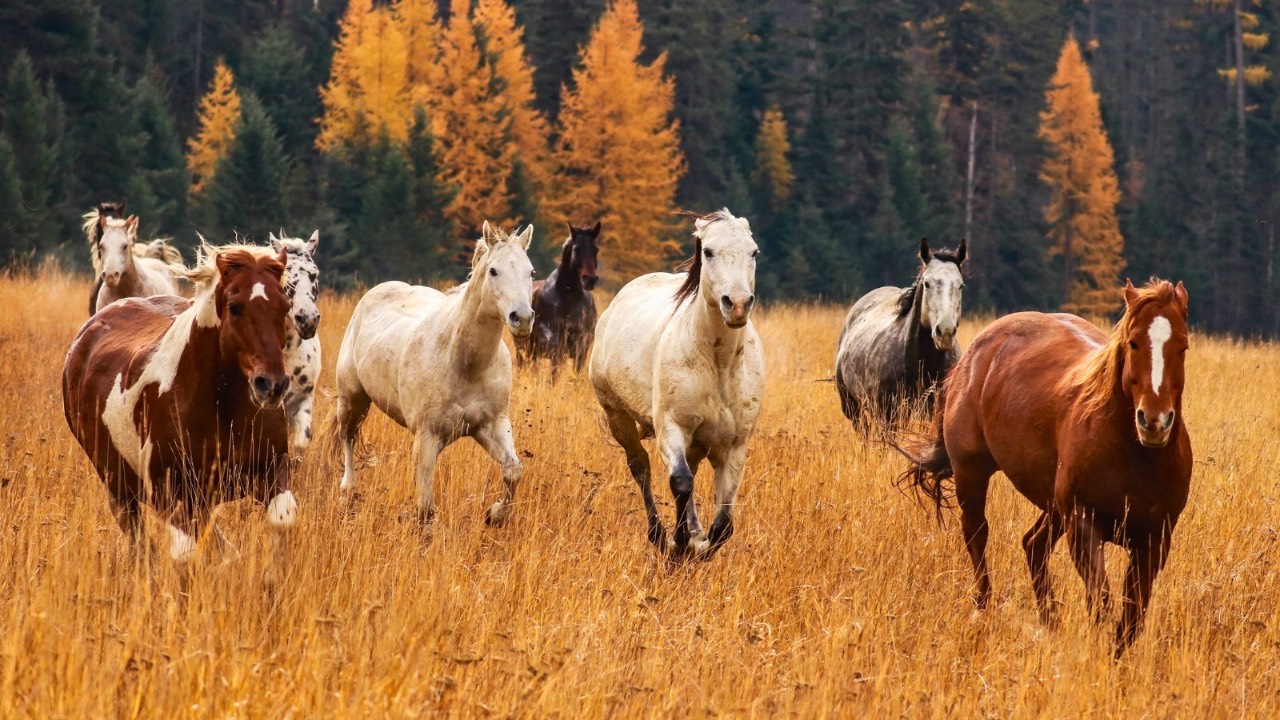 Wild horses