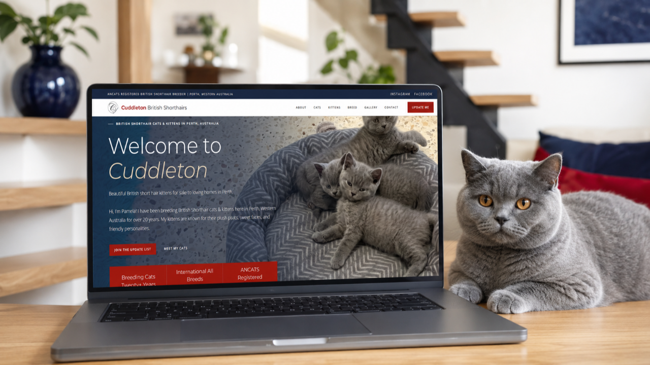 Cuddleton British Shorthairs website displayed on a laptop beside a blue British Shorthair cat.