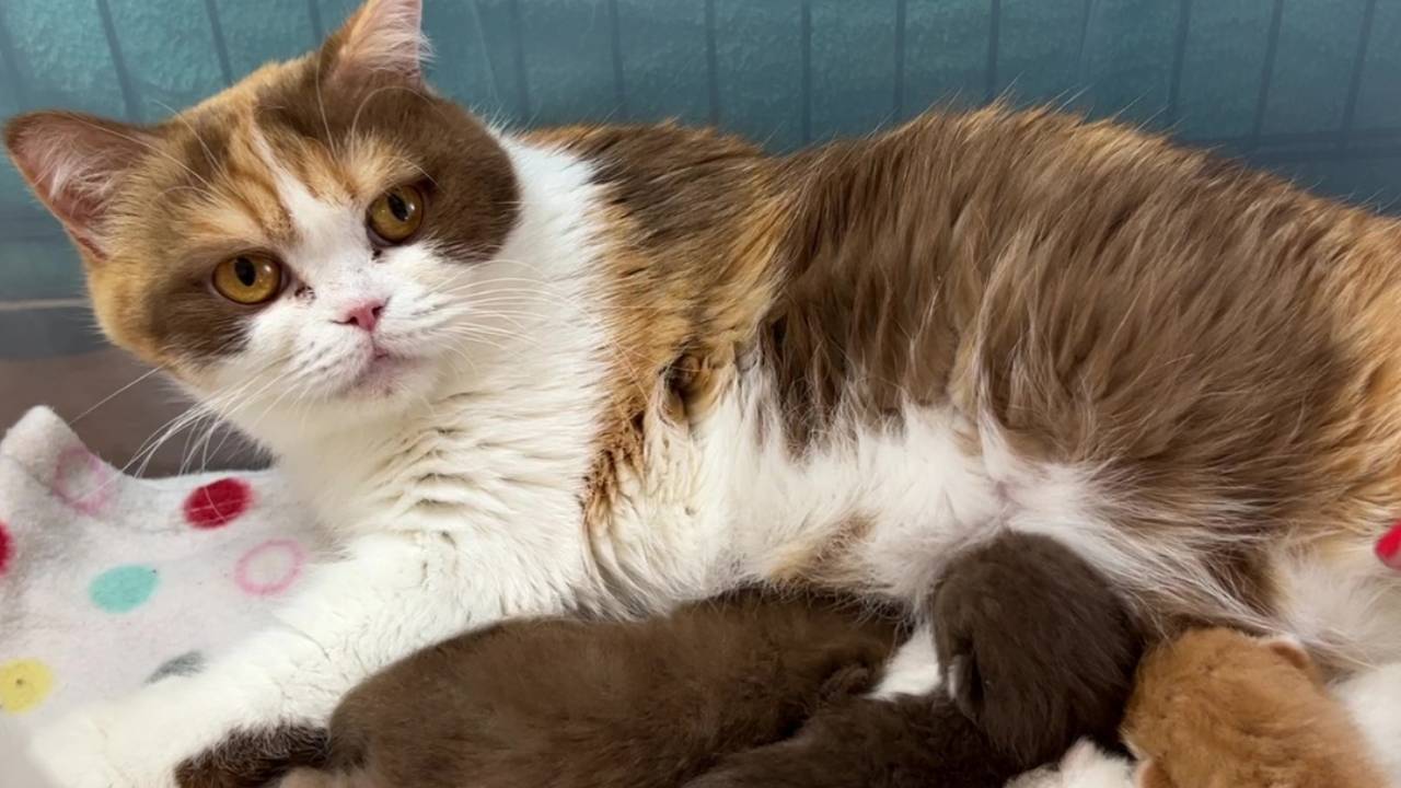 How to Make Money Breeding Cats: Proven Tips for Success