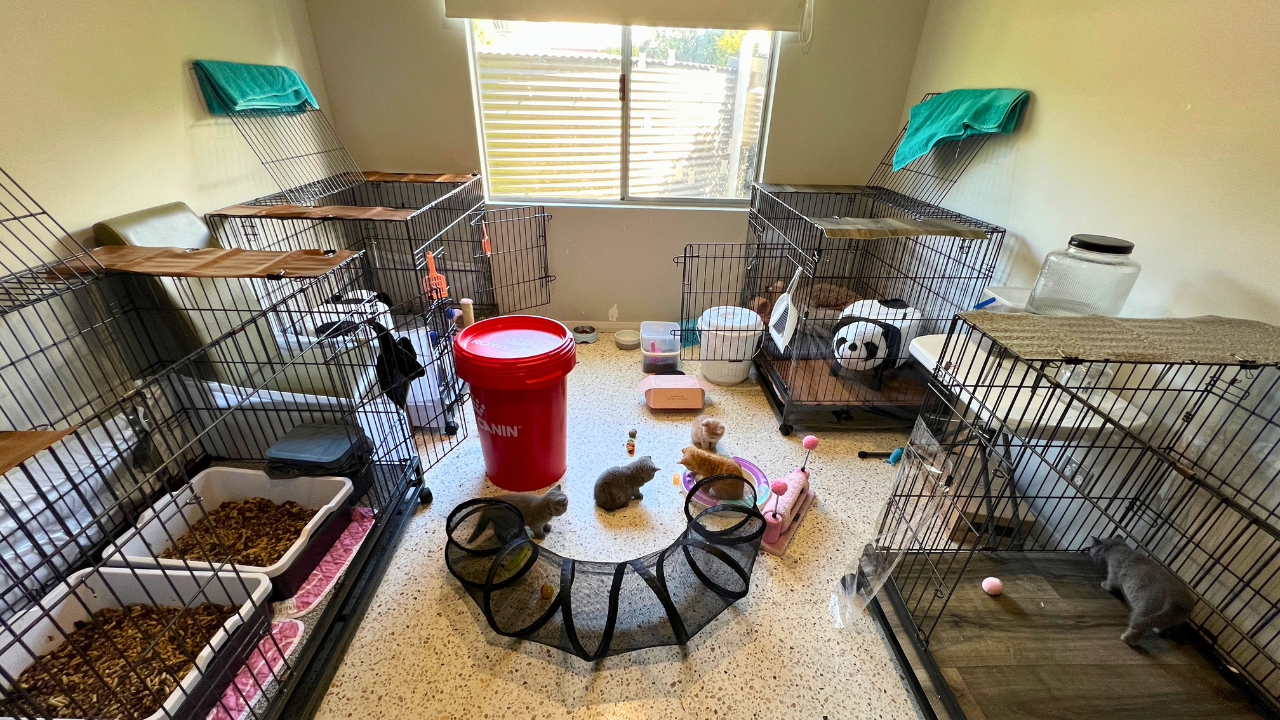Example of a home cat breeding setup