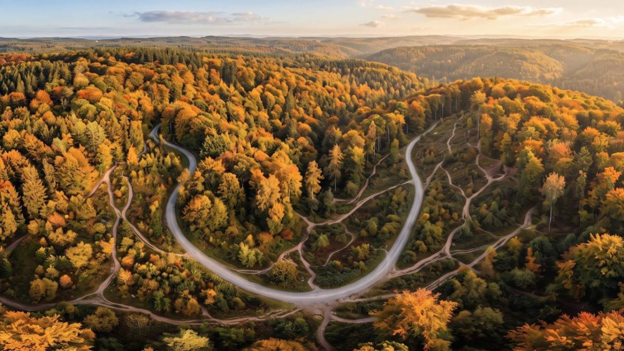 Aerial view of interconnected forest pathways symbolizing inflammation, healthy aging, longevity, and whole-body wellness.