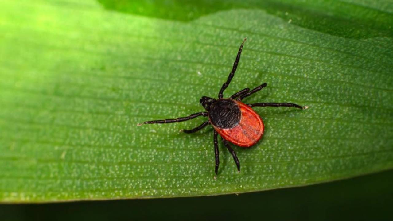 Where Do Ticks Hide? The Most Unusual Places Ticks Are Found