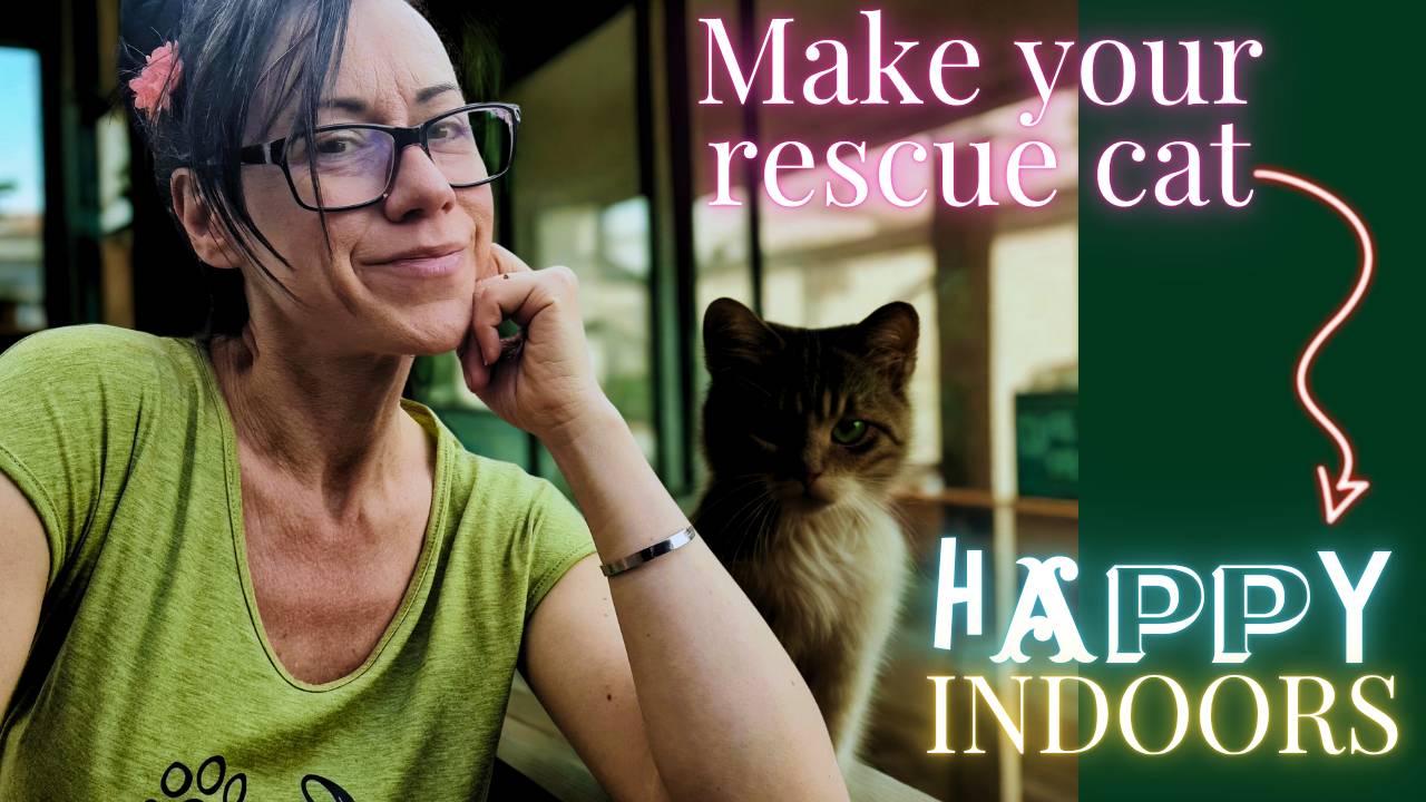 The Art of Welcoming a Barn or Rescue Cat into Indoor Life