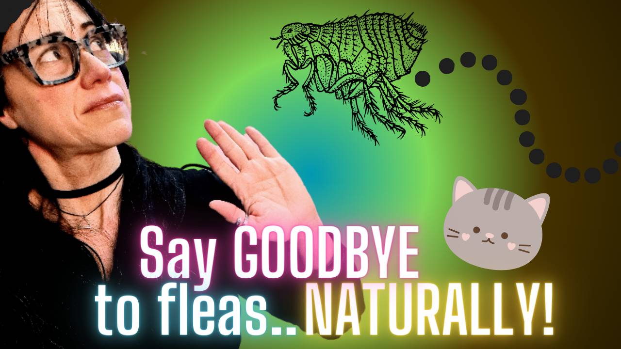 Illustration of Holistic Approach To Cat Flea Removal Anxiety