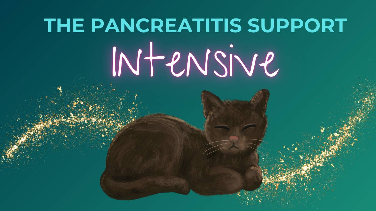 Pancreatitis Intensive Support | The Holistic Cat Specialist