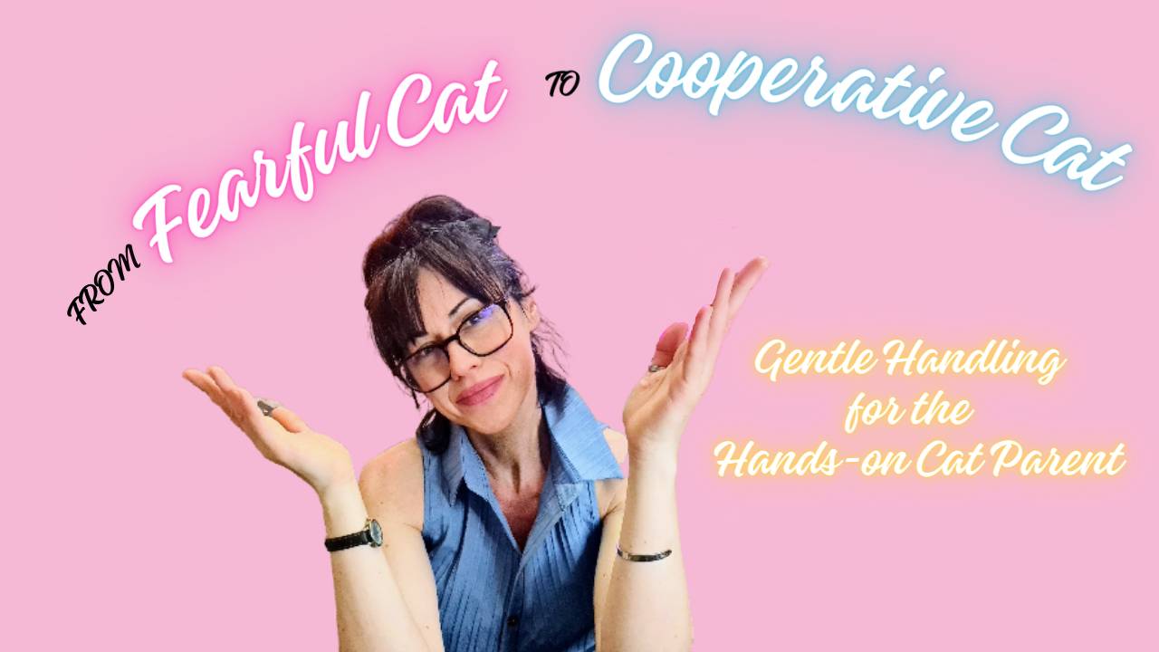 Picture of How to Calm Fearful Cats | The Holistic Cat Specialist