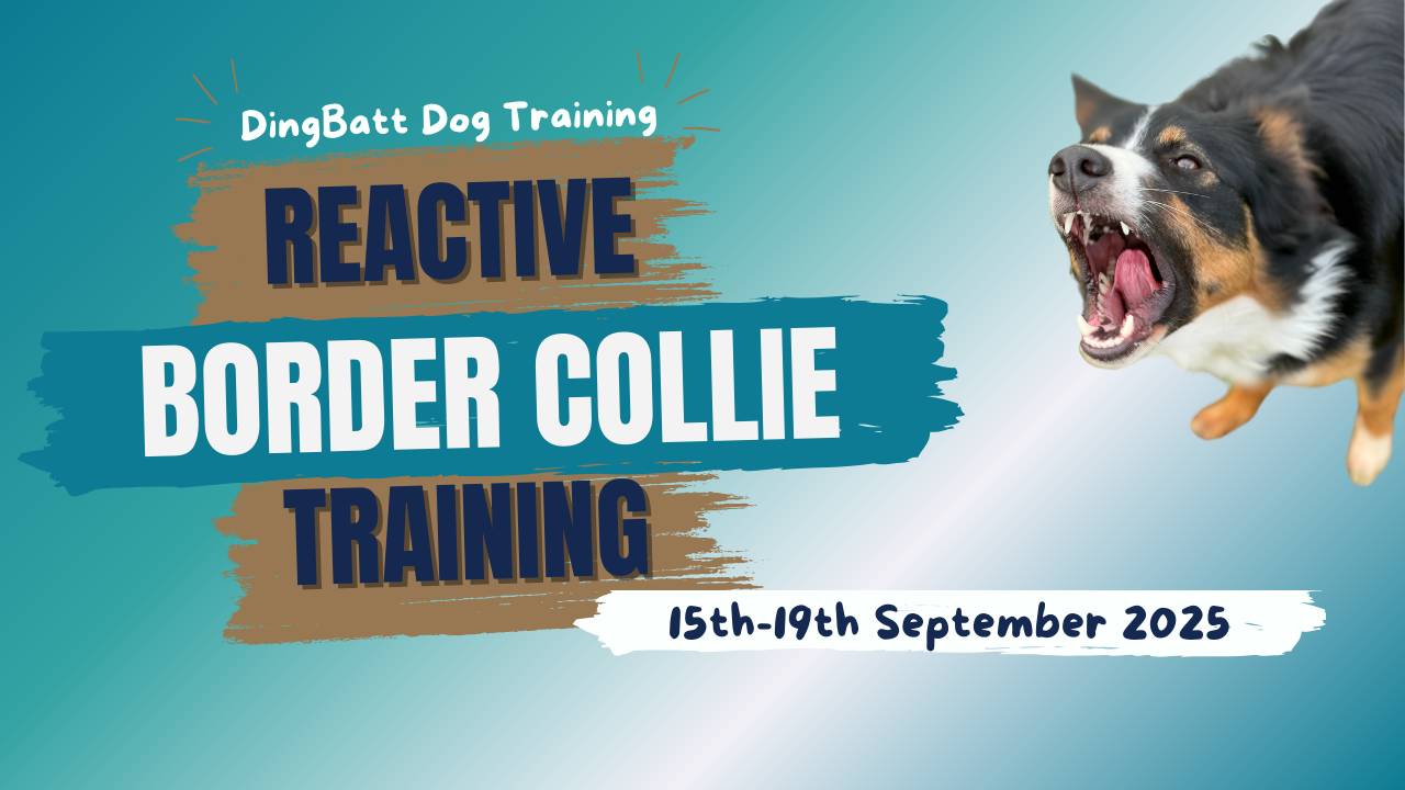The Reactive Border Collie Training 2025