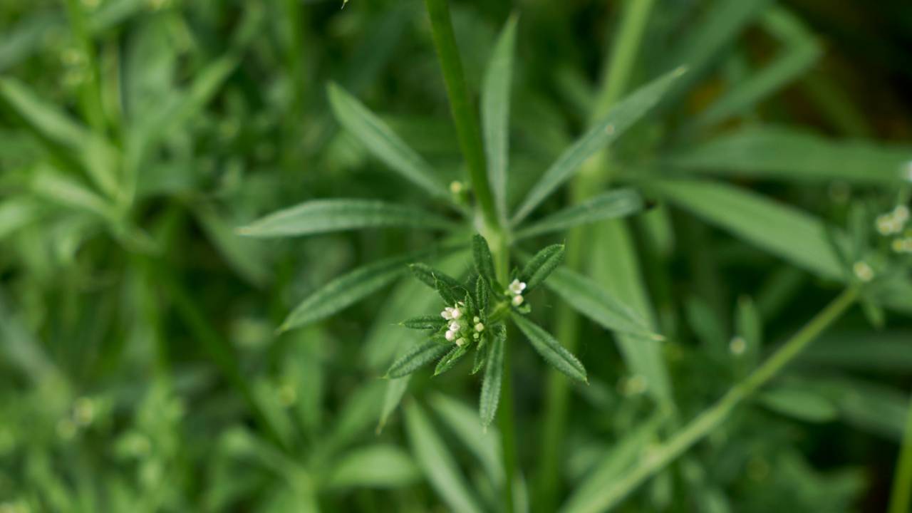 Free Cleaver Forage Guide and Cleaver Water Recipe