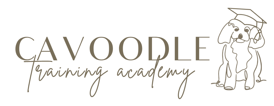 Cavoodle Puppy Academy