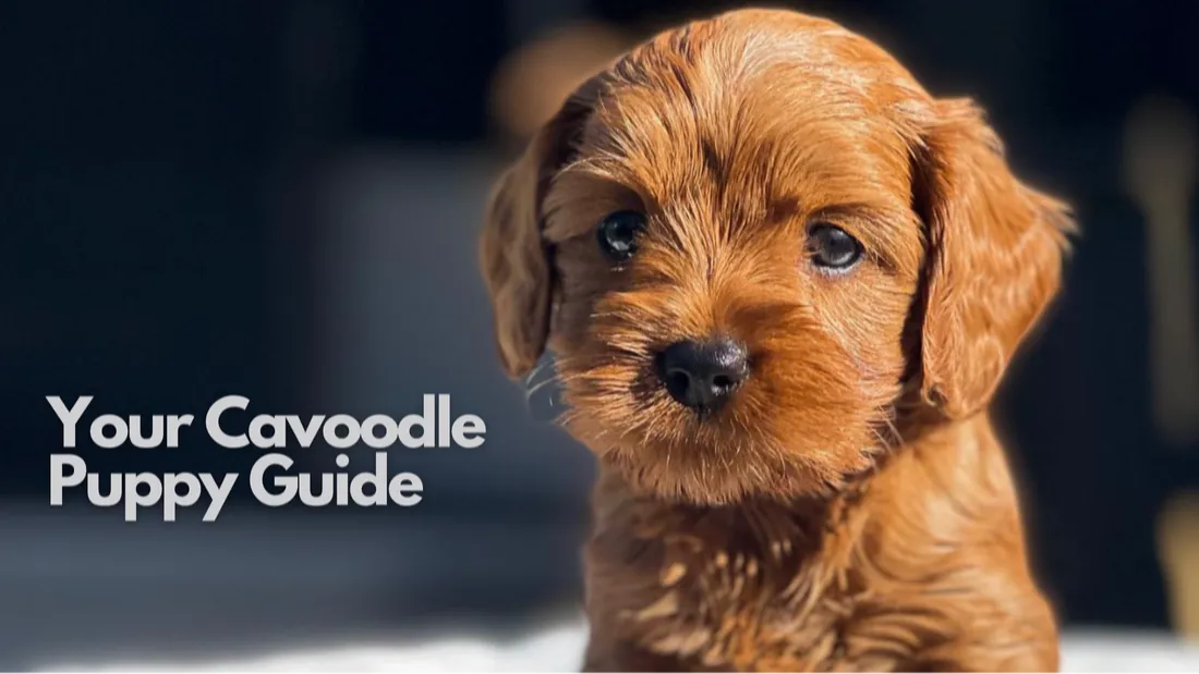 cavoodle puppy guide