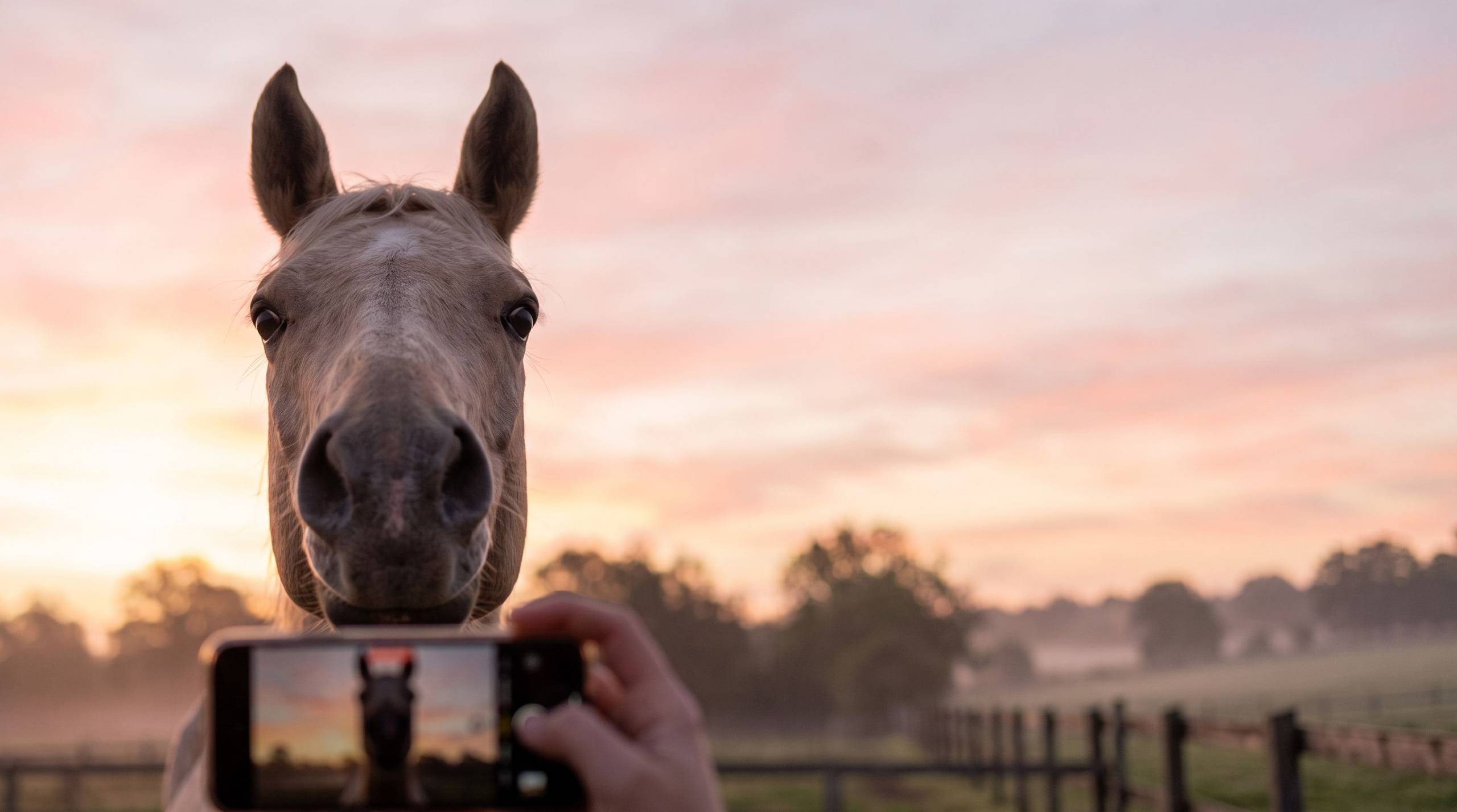 A horse looking directly into the camera while being filmed at sunrise