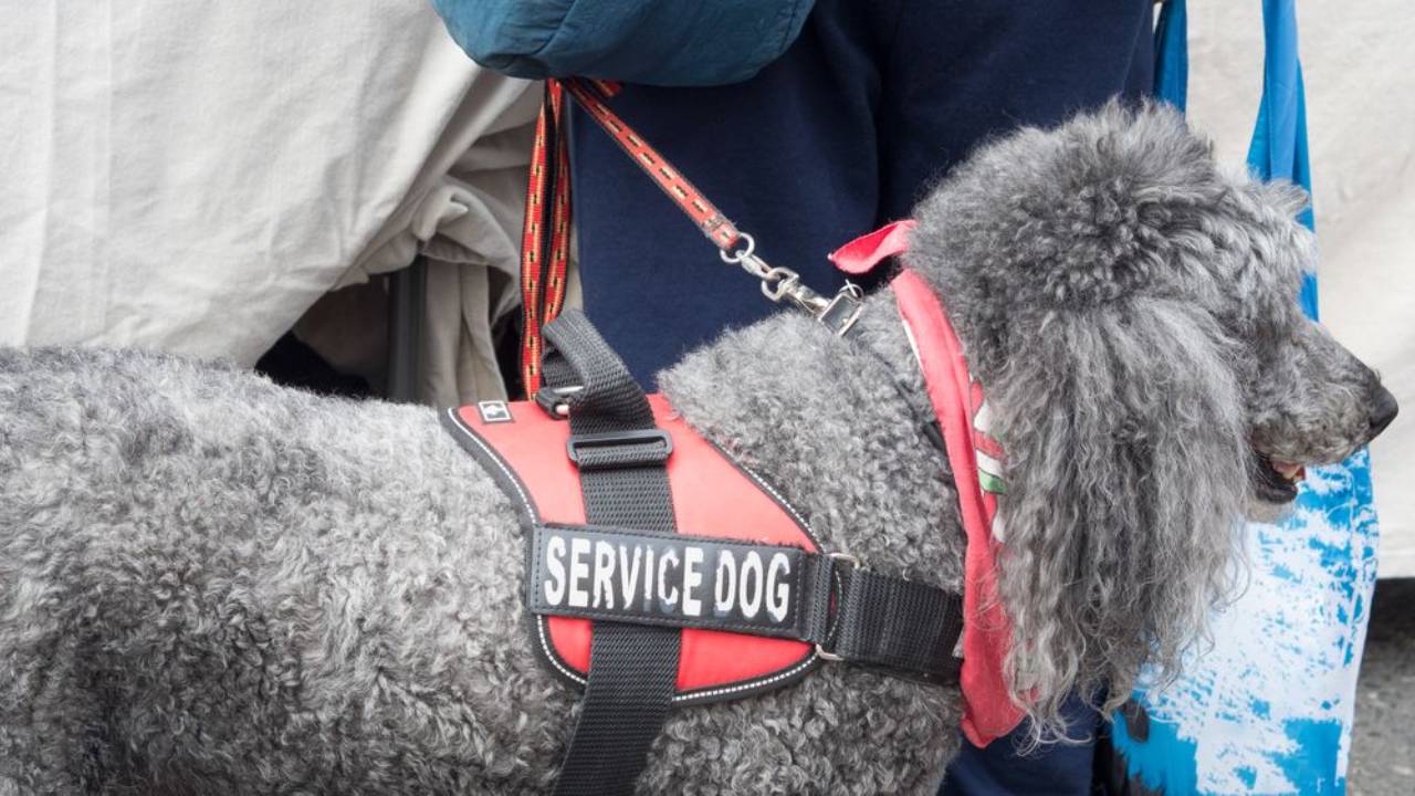 Service dog helping an individual