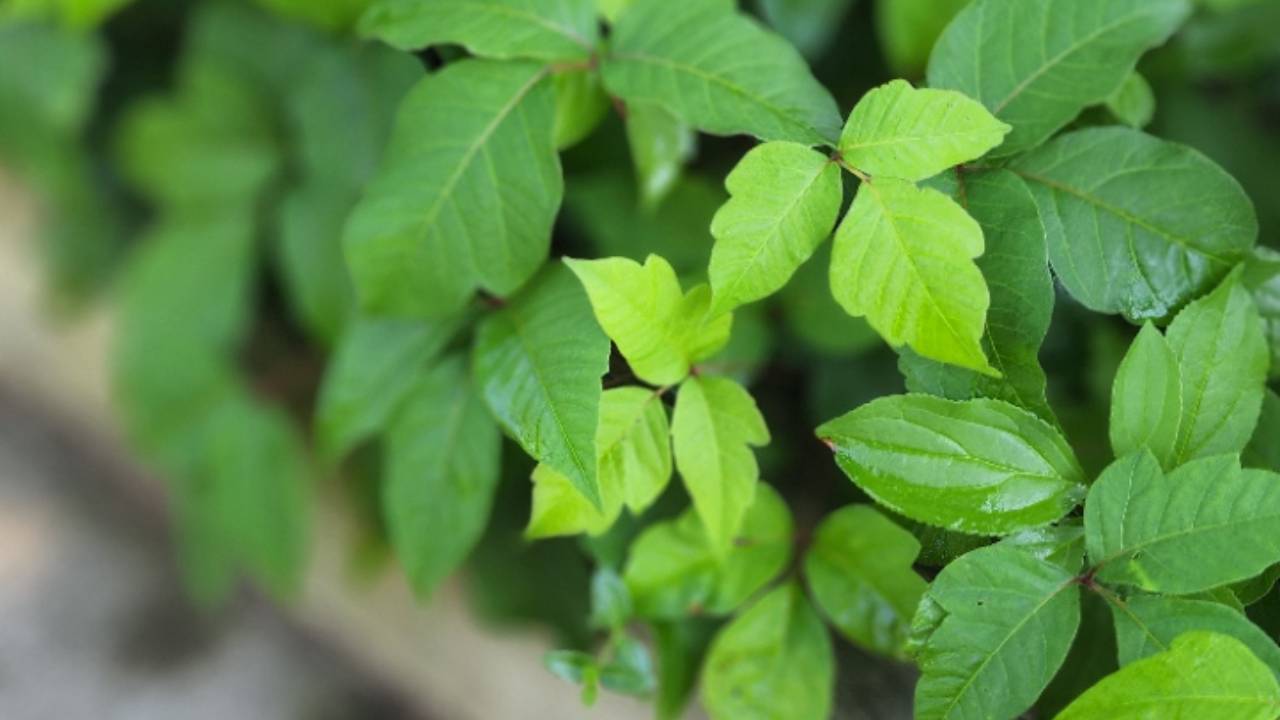 How to Treat Poison Ivy.. The Right Way