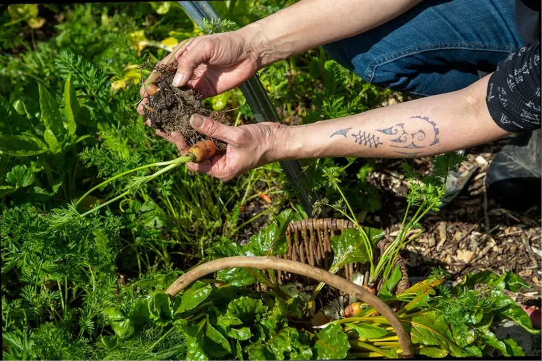 Jess in the māra picking veges